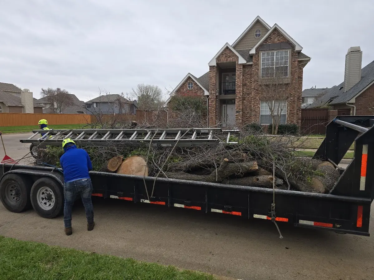 Expert Tree Removal with proper safety equipment in Geneseo